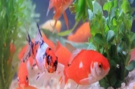 金魚能用自來水養(yǎng)嗎，自來水是軟水適合養(yǎng)魚