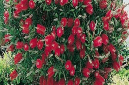 紅千層的養(yǎng)護(hù)方式，紅千層是吉祥花