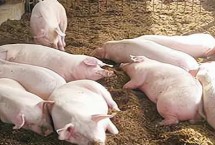 怎么給小豬斷奶，斷奶后1周內(nèi)需控制喂食量