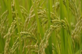 N兩優(yōu)012水稻栽培技術要點，秈型兩系雜交水稻品種