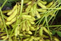 潤(rùn)鮮1號(hào)大豆栽培技術(shù)要點(diǎn)，全生育期96天