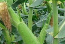 國瑞686玉米栽培技術(shù)要點(diǎn)，播種期6月中下旬