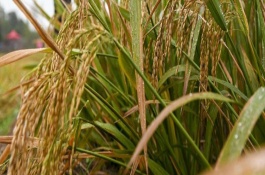兆豐優(yōu)8008水稻栽培技術要點，桂南7月上旬播種