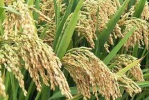 華浙優(yōu)210水稻栽培技術(shù)要點，每畝有效穗數(shù)19.2萬穗