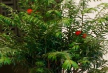 紅豆杉公母怎么分，是第四紀冰川時期孑遺植物