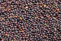 油菜籽春天能種么，春季適合種植油菜籽