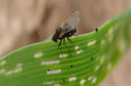 油菜潛葉蠅怎么防治，不建議使用白酒來防治潛葉蠅