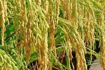 上師大19號水稻栽培技術(shù)要點(diǎn)，全生育期160.9天