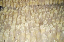 金針菇大棚一年出菇幾次，菌袋適合放置在20-25℃培育室內(nèi)