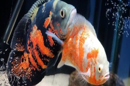 地圖魚(yú)為什么趴在缸底不動(dòng)，可能是氣溫低或患病了