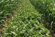 閩甜488玉米栽培技術(shù)要點，注意防治玉米螟等病蟲害