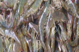 對蝦斷須是什么原因，主要原因是有弧菌感染