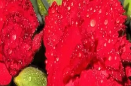 康乃馨水養(yǎng)能養(yǎng)多久，適合贈(zèng)送給母親或師長(zhǎng)