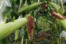 金鑲玉玉米栽培技術要點，注意防旱排澇和病蟲鼠害防治