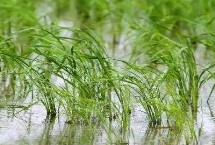 廣8優(yōu)1131水稻栽培技術(shù)要點，每畝有效穗數(shù)18.1萬