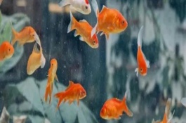 金魚為什么會(huì)相互攻擊，一般不會(huì)互相攻擊