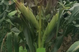 鑫鑫2號(hào)玉米栽培技術(shù)要點(diǎn)，選擇中等以上肥力地塊種植