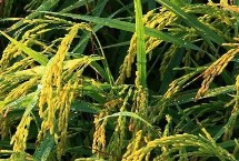 悅兩優(yōu)8210水稻栽培技術(shù)要點，秧田畝播種量10.0千克