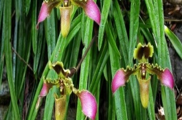 帶葉兜蘭的花期，花期在春季4-5月之間