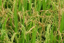徽研56小麥栽培技術要點，全生育期239天