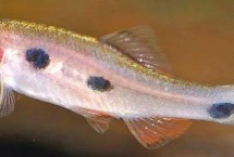三斑泰波魚怎么養(yǎng)，飼養(yǎng)難度較小