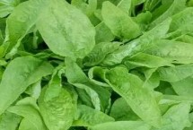 有機(jī)蔬菜的選購鑒別方法，前者禁用化學(xué)物質(zhì)、后者按標(biāo)準(zhǔn)體系生產(chǎn)