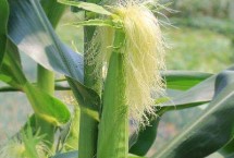 富裕88玉米栽培技術(shù)要點(diǎn)，中抗莖腐病