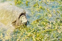 水魚養(yǎng)殖方法與技術(shù)，可喂食蛤蜊、小蝦、蝌蚪等