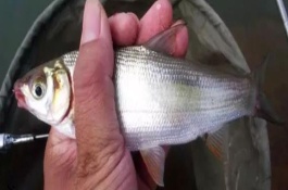 釣鲴魚的經(jīng)典配方，喜歡腥味、麩香和酒香的餌料