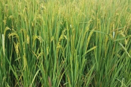 深優(yōu)9586水稻栽培技術要點，每畝有效穗18萬穗