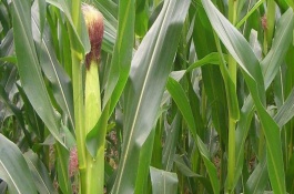 浙糯玉7號(hào)玉米栽培技術(shù)要點(diǎn)，中抗莖腐病