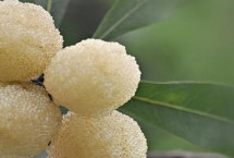 楊梅四大品種，主要產(chǎn)自浙江的上虞、余姚、福建等地