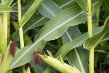真糯102玉米栽培技術(shù)要點(diǎn)，播種前施足底肥