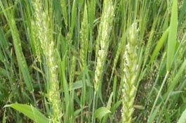 津強(qiáng)12號(hào)小麥栽培技術(shù)要點(diǎn)，冬前整地達(dá)到播種狀態(tài)
