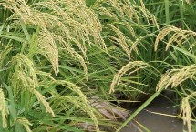 五優(yōu)11水稻栽培技術(shù)要點(diǎn)，全生育期118.2天