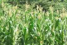 大匯18玉米栽培技術(shù)要點，適宜密度為4500株/畝左右