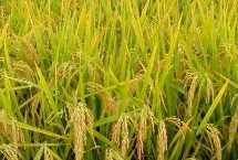 海豐黑稻3號(hào)水稻栽培技術(shù)要點(diǎn)，注意防治各種病蟲(chóng)害