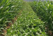 吉大A34大豆栽培技術(shù)要點(diǎn)，一般4月下旬至5月上旬播種