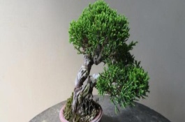 柏樹移栽后怎么容易成活，需根據(jù)當(dāng)前季節(jié)調(diào)整澆水頻率