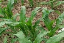 璽旺128玉米栽培技術(shù)要點(diǎn)，適宜密度為4500株/畝左右