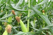 禾平601玉米栽培技術(shù)要點(diǎn)，4月20日后播種