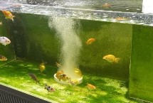 魚入缸幾天放硝化細(xì)菌，先養(yǎng)水再放魚