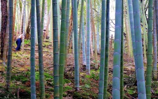 北方的大型竹子有哪些，常見的有毛竹、紫竹、金鑲玉竹等