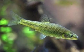麥穗魚的價格，具體售價會受到市場影響