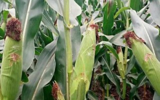 桂單2206玉米種子特征特性，注意防治蟲害