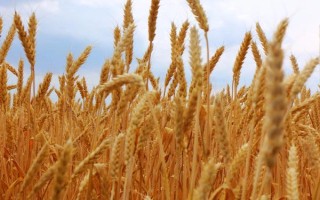 華齊麥5號小麥種子介紹，適播期畝基本苗15-20萬