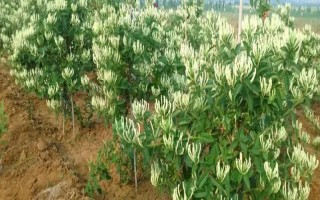 種植什么藥材能賺錢(qián)，可以選擇桔梗、金銀花、枸杞等
