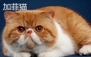 梁老財(cái)是什么貓，是一只加菲貓