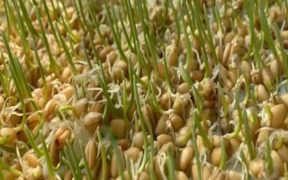 小麥種子的發(fā)芽過程，一開始會(huì)吸脹