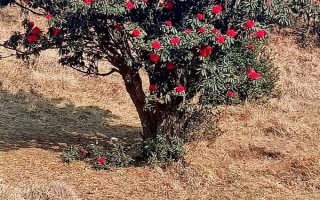 馬纓花有什么特點(diǎn)，花朵多數(shù)生長在樹枝頂部